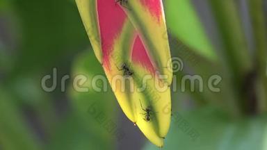 匍匐在野生黑龙或龙虾的花序上的蚂蚁特写。 散发着粉红色和绿色的花朵，上面覆盖着
